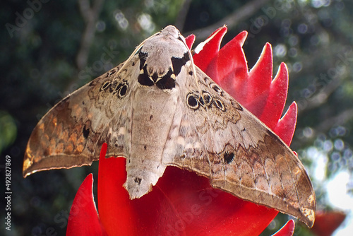 Small Emperor Moth (Saturnia pavonia) is a moth of the family Saturniidae, female, macro photo. photo
