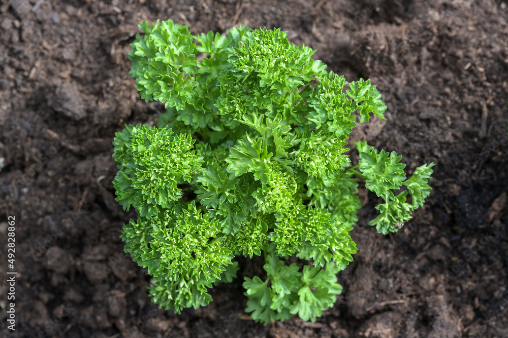 Single parsley plant in a herb bed with dark soil in the vegetable garden, high angel view from above selected focus Single parsley plant in a herb bed with dark soil in the vegetable garden, high angel view from above selected focus