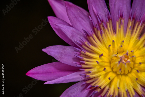 The lotus flower is used as a background image..