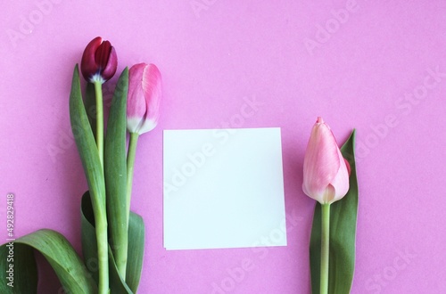 Fototapeta Naklejka Na Ścianę i Meble -  Pink tulips and a white sheet for notes on a pink background. View from above. Delicate floral arrangement. Background for a greeting card.