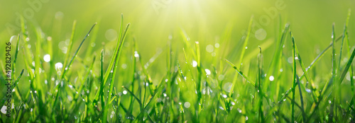 Green spring grass with dew drops close up in Sunlight.