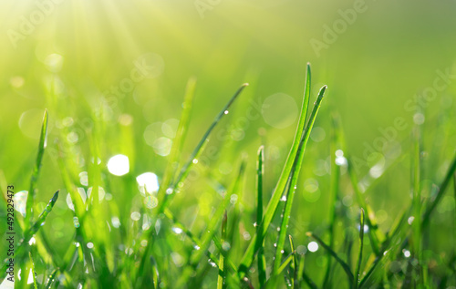 Fototapeta Naklejka Na Ścianę i Meble -  Green spring grass with dew drops close up in Sunlight.