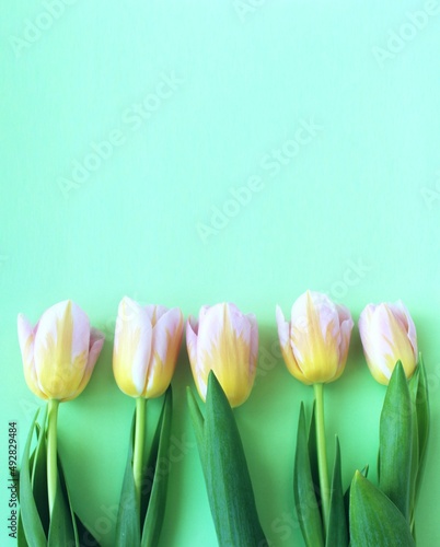 Fototapeta Naklejka Na Ścianę i Meble -  Yellow-pink tulips on a light green background. Spring flower arrangement. Background for a greeting card.