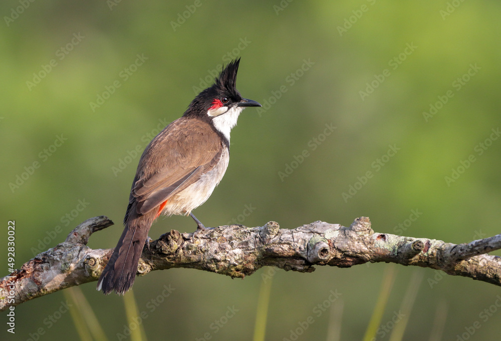 Flad præambel Individualitet The red-whiskered bulbul (Pycnonotus jocosus), or crested bulbul, is a  passerine bird native to Asia. It is a member of the bulbul family. Stock  Photo | Adobe Stock