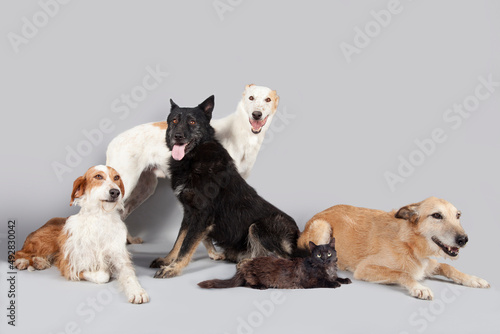 Perros y gatos sin hogar en foto de grupo con fondo neutro. 
Perros y gatos en adopción.  photo