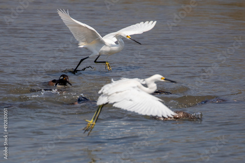 Snowy Egrets at the shoreline