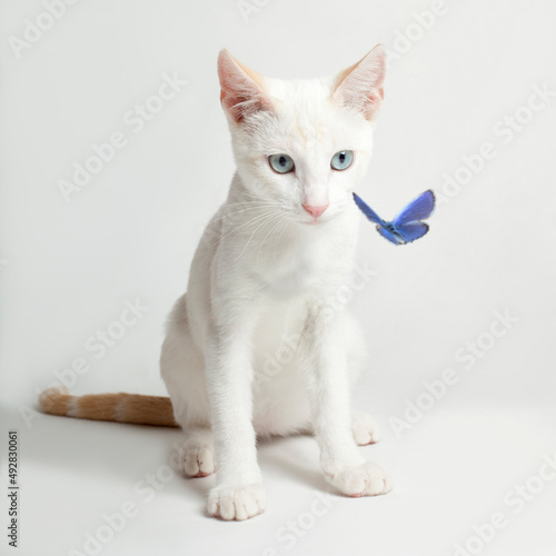 Gatito blanco jugando con una mariposa. Masctoas, gatos y perros. 