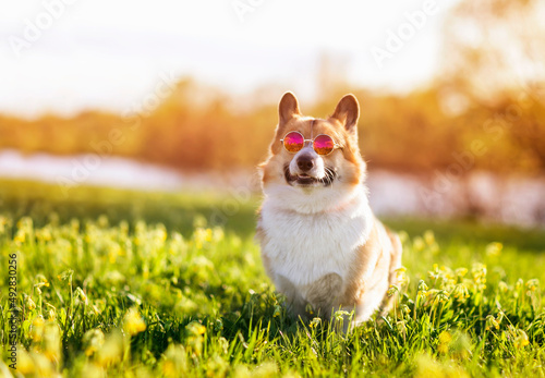 funny corgi dog in fashionable sunglasses sitting on a spring blooming meadow