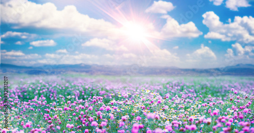 Beautiful spring-summer natural landscape with a field of purple clover flowers and chamomile against blue sky with white clouds and bright sun rays. Soft focus in foreground.