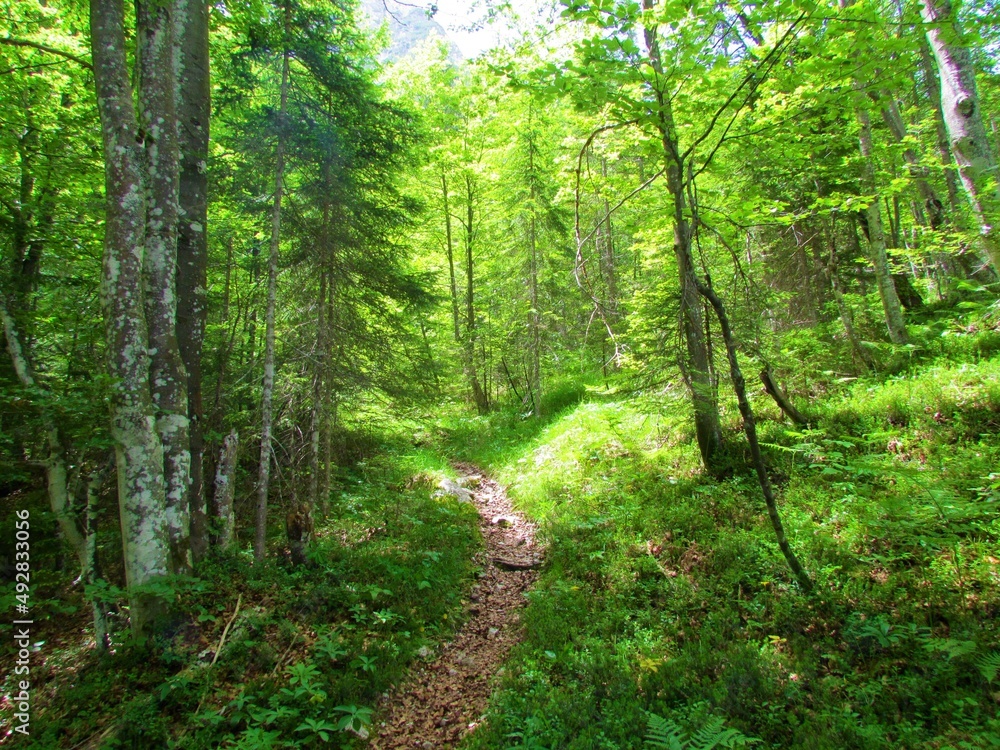 Obraz premium Path leading through a beech and spruce forest overgrown with grass and sunlight shining on the ground towards Pod Špik in Triglav national park, Slovenia