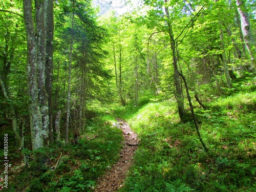 Path leading through a beech and spruce forest overgrown with grass and sunlight shining on the ground towards Pod   pik in Triglav national park  Slovenia