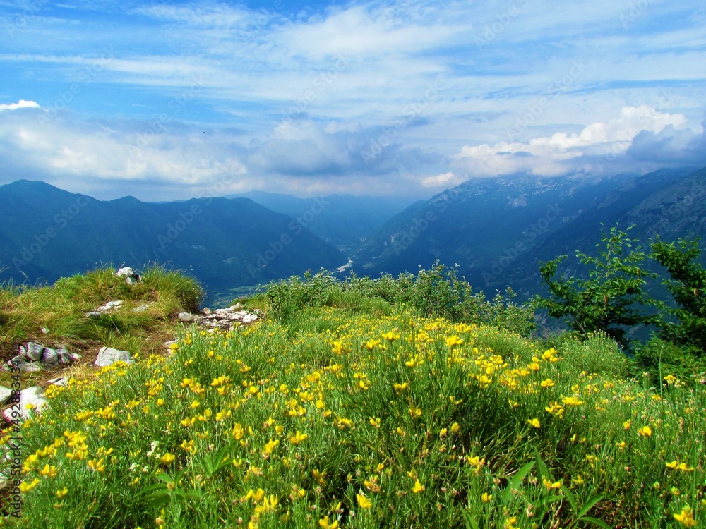 View of hill above Bovec basin in North Primorska region of Slovenia wih yellow blooming Genista radiata flowers in front