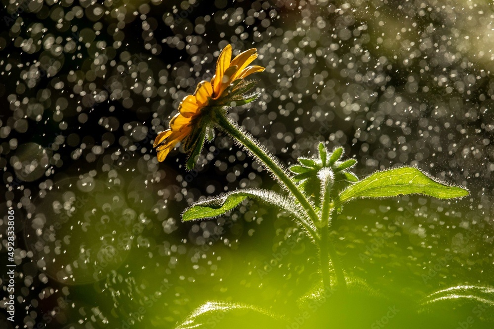 Black Eyed Susan Flower with Water Droplets and Bokeh