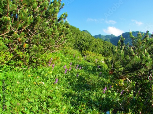 Group of purple blooming alpine rock thyme (Acinos alpinus) flowers growing on a mountain meadow under Rodica in the Julian alp in Slovenia and surrounded by creeping pine (Pinus mugo) photo