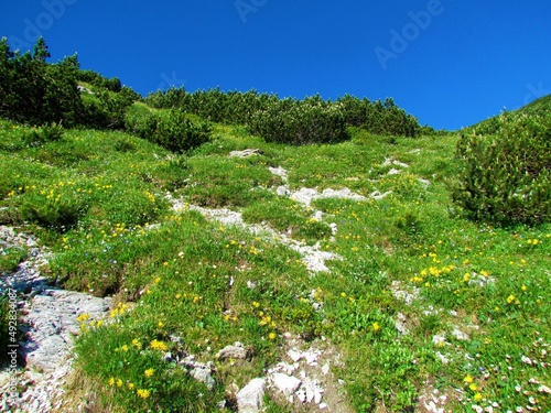 Bright mountain meadow full of yellow blooming common kidney vetch (Anthyllis vulneraria) and blue Veronica fruticans under Rodica in Slovenia photo