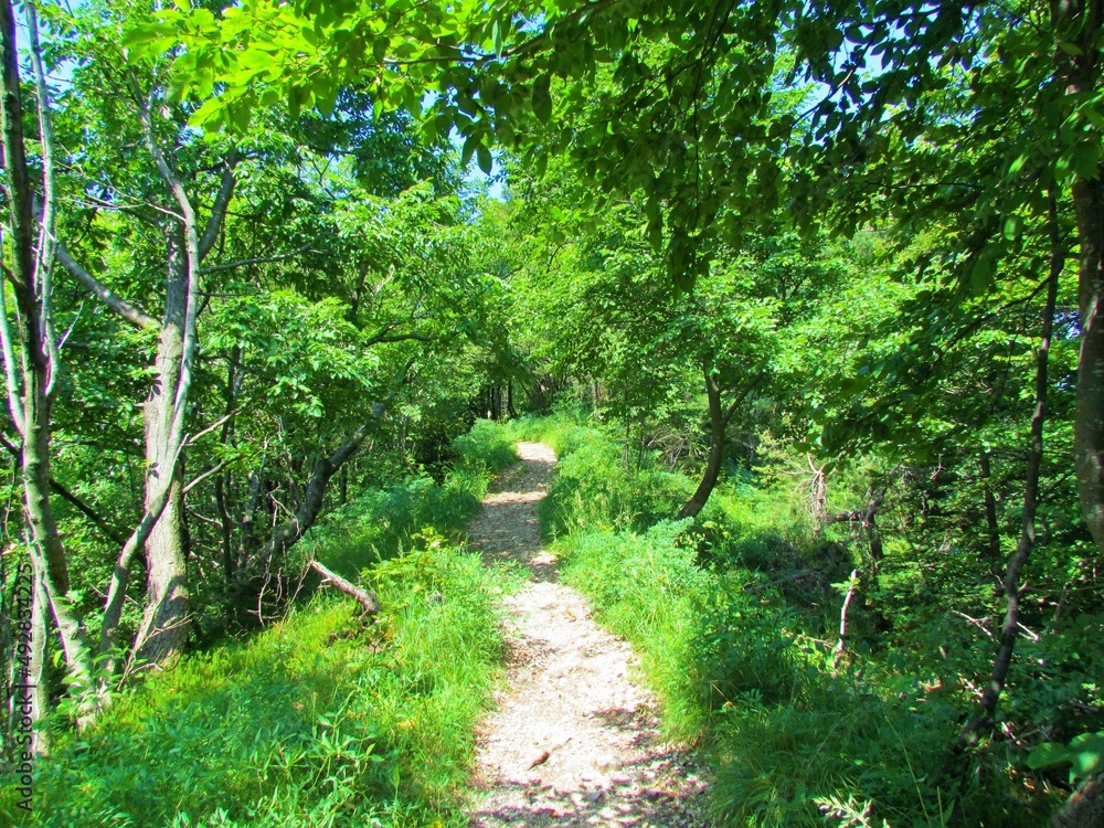 Obraz premium Dirt path leading through a scots pine (Pinus sylvestris) forest towards Grmada in the hills of Polhov Gradec