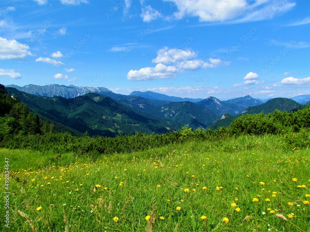 Scenic view of the mountains above Jezersko in Gorenjska region of Slovenia with a mountain meadow in front covered with beautiful yellow flowers