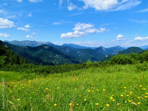 Scenic view of the mountains above Jezersko in Gorenjska region of Slovenia with a mountain meadow in front covered with beautiful yellow flowers