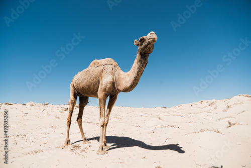 dromadaire chameau dans le desert  Morocco Maroc