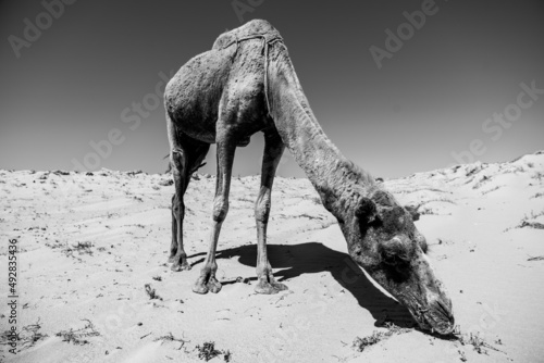 dromadaire chameau dans le desert, Morocco Maroc