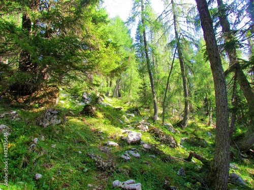 Bright mountain larch and spruce forest above Pokljuka in Slovenia with the forest floor covered with grass and rocks and sunlight shining throught