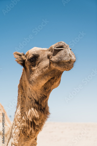 dromadaire chameau dans le desert, Morocco Maroc