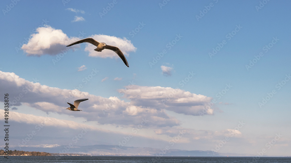 Naklejka premium Mouettes en vol au dessus du lac de Genève