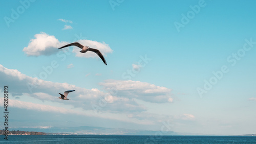 Mouettes en vol au dessus du lac de Gen  ve