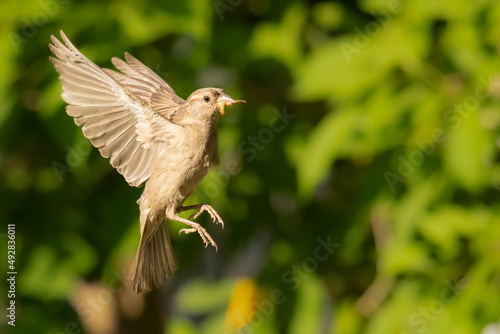 Female House Sparrow hovering in mid air