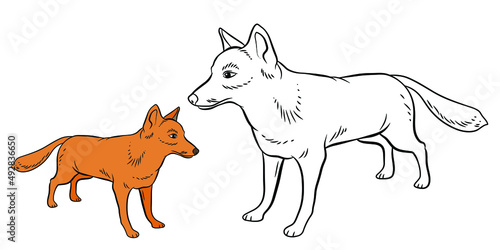 


Animals. Black and white image of a fox, coloring book for children. Vector image.