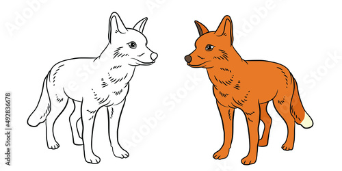 


Animals. Black and white image of a fox, coloring book for children. Vector image.