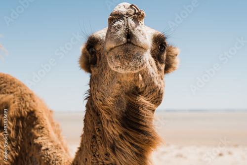 dromadaire chameau dans le desert, Morocco Maroc