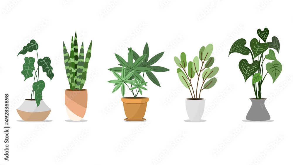 Plants planted in indoor pots to decorate the house vector , isolated on white background ,  Flat cartoon flat style. illustration Vector EPS 10