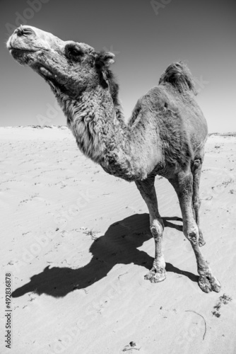 dromadaire chameau dans le desert, Morocco Maroc