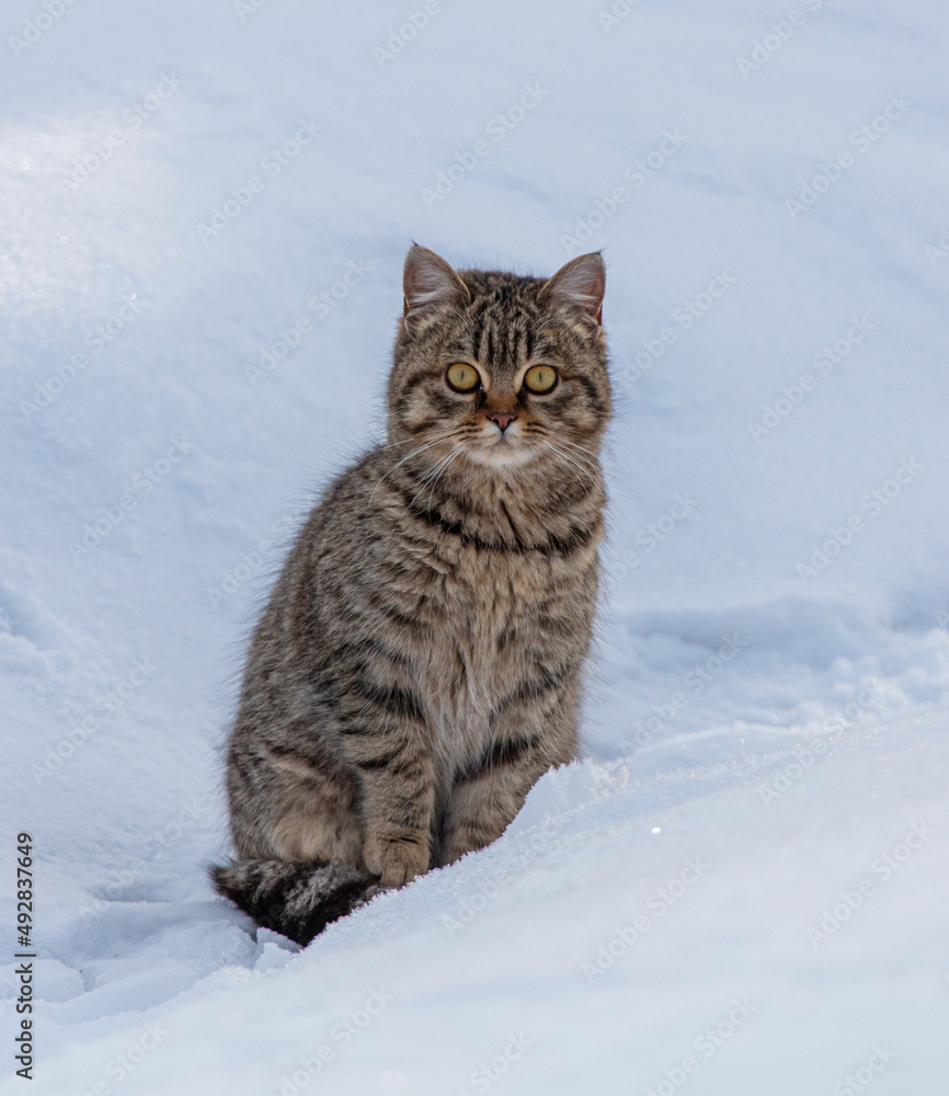 Portrait of a cat in the snow Portrait of a cat in the snow