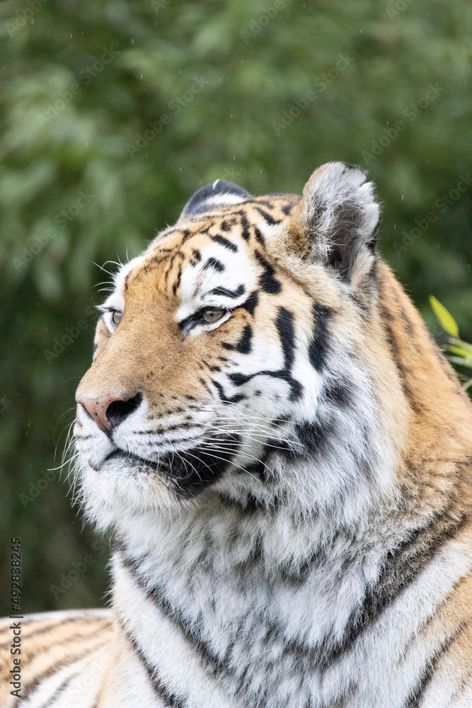 Naklejka premium tiger in the wild