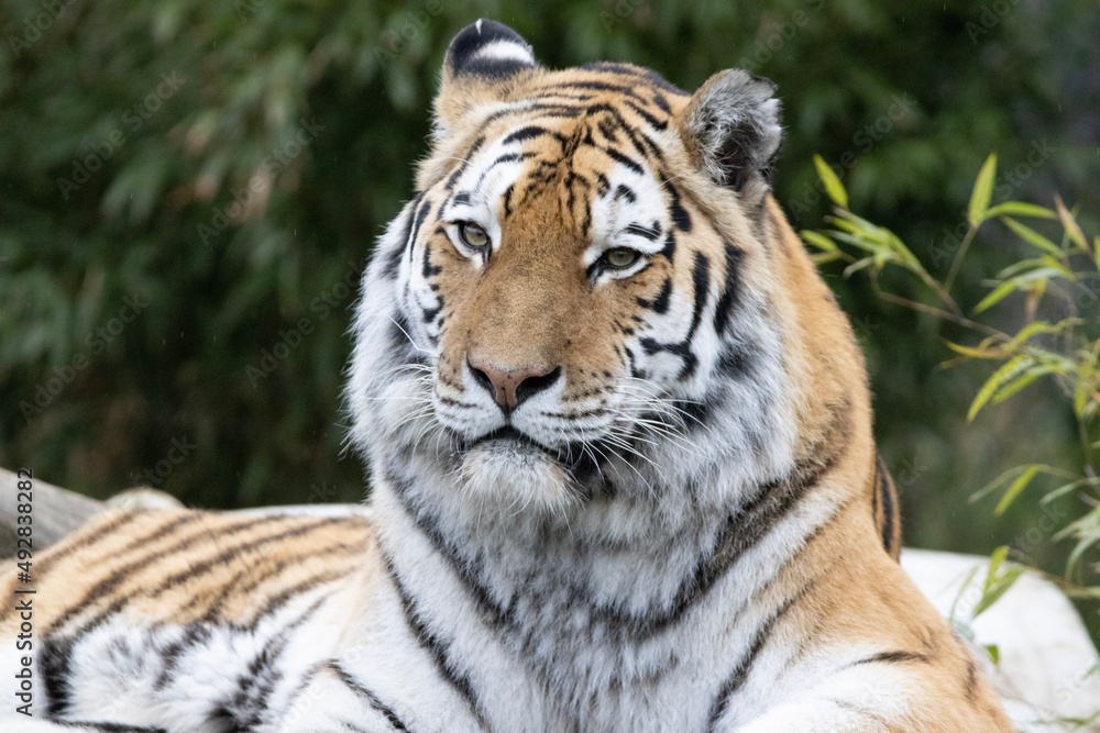 Fototapeta premium tiger in the wild