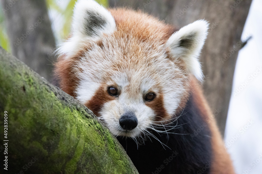 red panda eating bamboo red panda eating bamboo