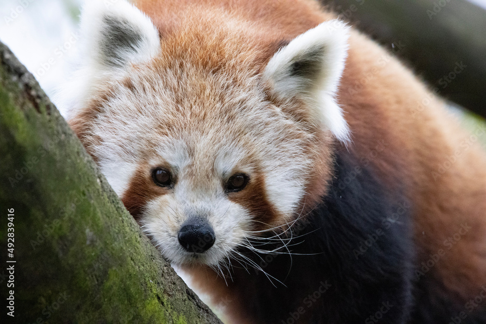 Fototapeta premium close up of panda