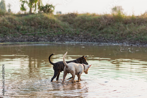 The white dog and the black dog were running in the shallow pond.