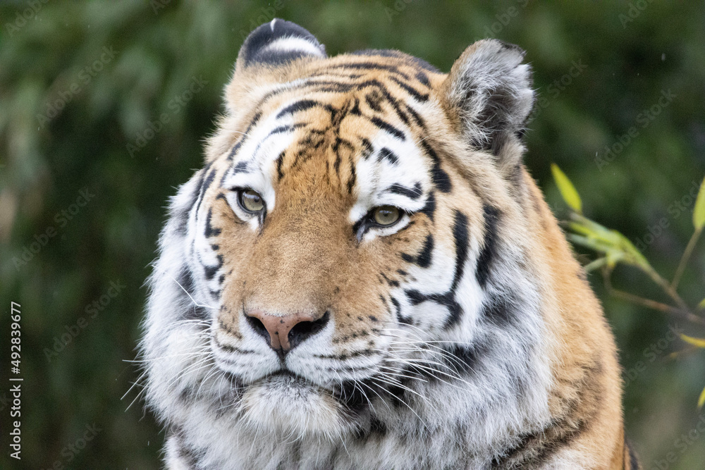 Naklejka premium tiger in the wild