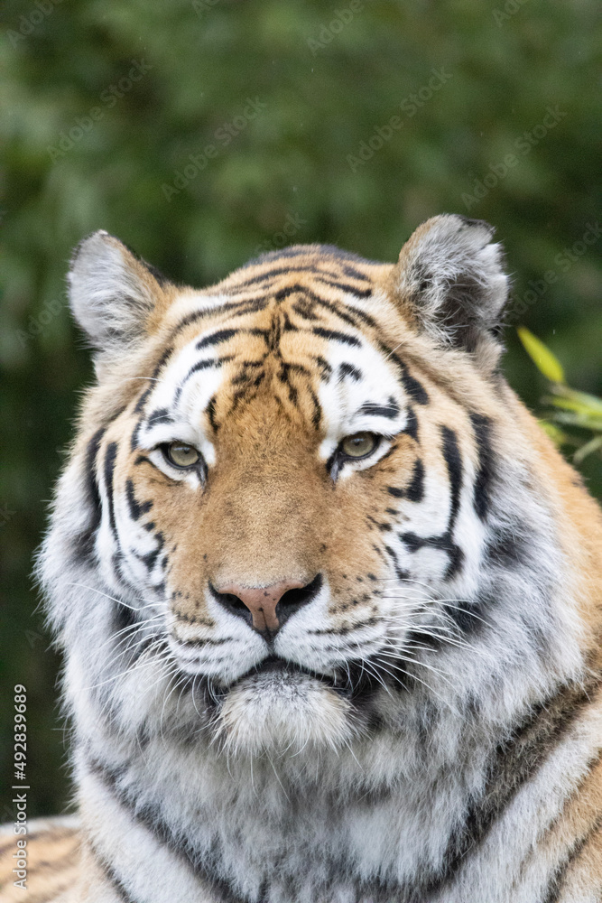 portrait of a tiger portrait of a tiger