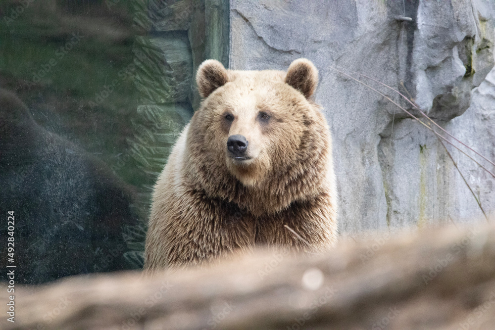 Obraz premium brown bear cub