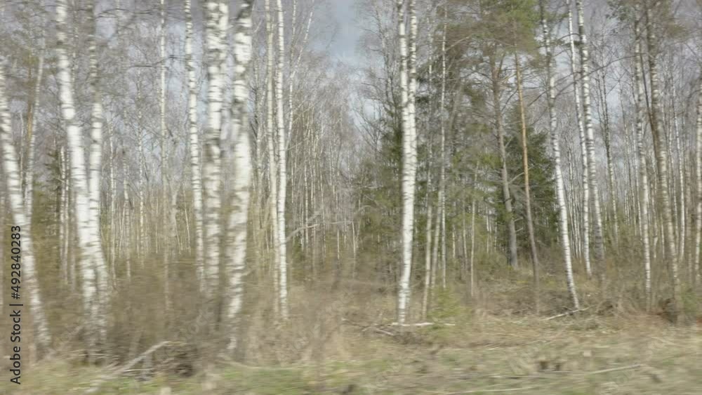 Passing through the tall birch trees in the forest on a morning in Estonia Passing through the tall birch trees in the forest on a morning in Estonia