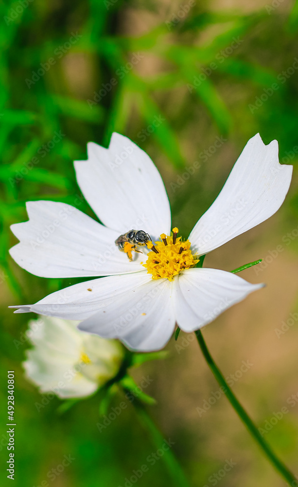 Bee having honey on cosmos flower (Cosmos Bipinnatus). Honey bee collecting pollen at cosmos flower. Bee having honey on cosmos flower (Cosmos Bipinnatus). Honey bee collecting pollen at cosmos flower.