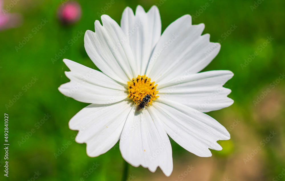 Bee having honey on cosmos flower (Cosmos Bipinnatus). Honey bee collecting pollen at cosmos flower. Bee having honey on cosmos flower (Cosmos Bipinnatus). Honey bee collecting pollen at cosmos flower.
