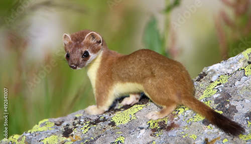 Youngster stoat photo