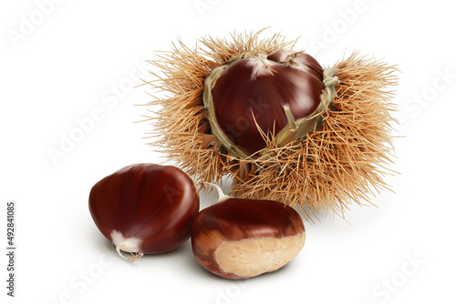 Foto opened sweet chestnut in its spiky husk isolated on white