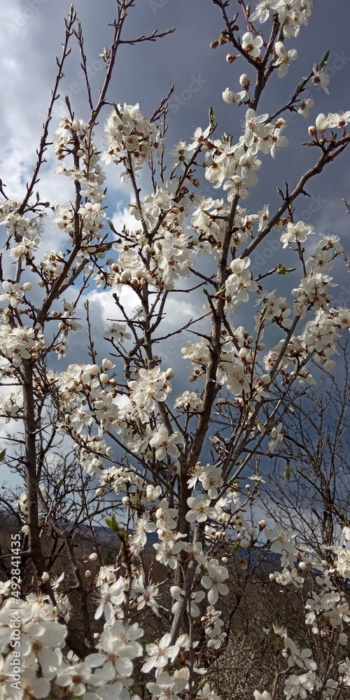 Obraz premium blooming tree in spring