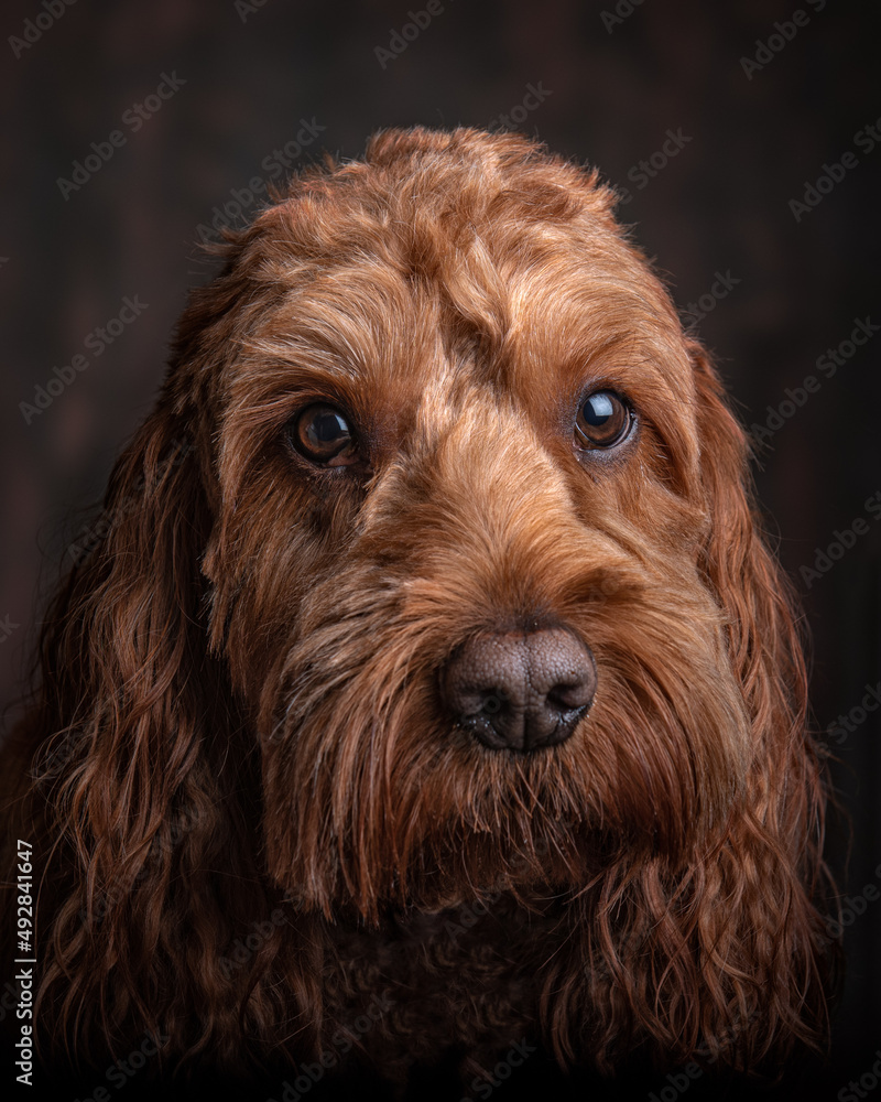 Studio portrait of a red Cockapoo dog Studio portrait of a red Cockapoo dog